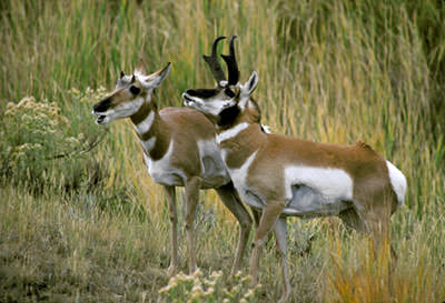 Pronghorns in the Missouri River Country
